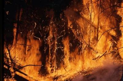 В России за сутки потушили более ста природных пожаров