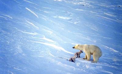 Nature Climate Change (Великобритания): ученые назвали вероятный год исчезновения белых медведей