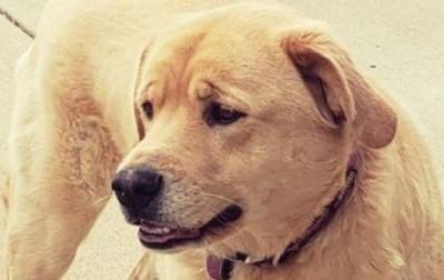 В США заблудившаяся собака вернулась в предыдущий дом своего хозяина