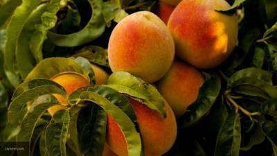 Евстратов назвал решенным конфликт с недопуском армянских фруктов на рынок "Фуд Сити"