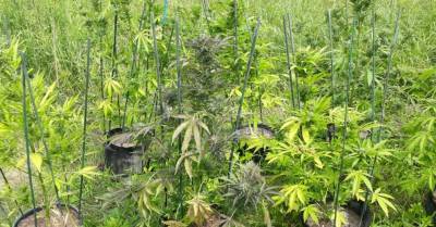 Полиция обнаружила две плантации марихуаны: задержаны подозреваемые