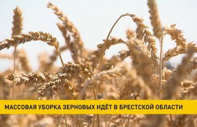 Массовая уборка зерновых идет в Брестской области