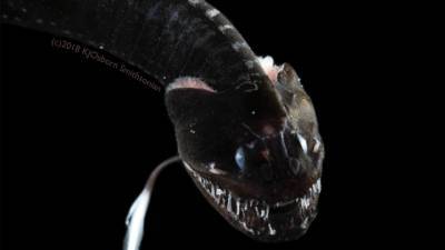 Темнее бездны: биологи обнаружили в океане ультрачёрных рыб