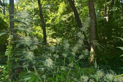 Житель Тверской области получил реальный срок за найденное в лесу растение
