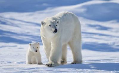 Белые медведи могут полностью исчезнуть через 80 лет из-за глобального потепления