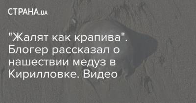 "Жалят как крапива". Блогер рассказал о нашествии медуз в Кирилловке. Видео