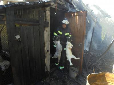 В Вуктыле пожарные спасли животных