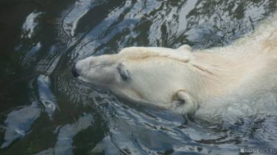 Изменение климата может привести к полному вымиранию белых медведей