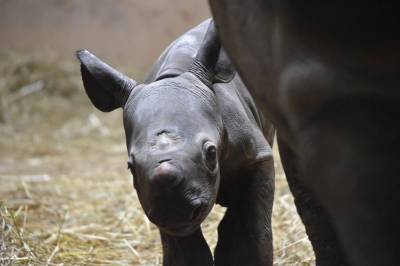 В Индии из-за наводнения погибли восемь редких носорогов