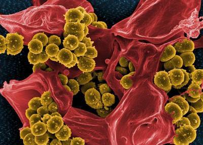 Биологи: Человек не способен выиграть войну против бактерий