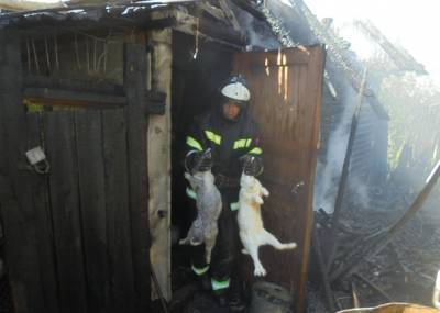 Пожарные Вуктыла спасли жизни кроликам и курам