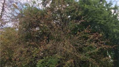 Во Львове ради парковки отравили 25 деревьев