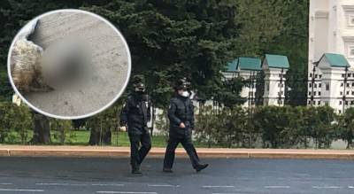 "Давили шнурками": жители выдали ярославских живодеров полиции