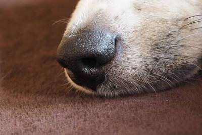 Собаки оказались способны распознавать коронавирус по запаху