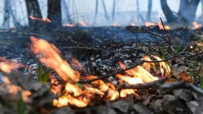 В Генпрокуратуре РФ взяли на контроль ситуацию с лесными пожарами в Ханты-Мансийском автономном округе