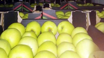 Белорусские таможенники пресекли незаконный ввоз в Россию 21 т польских яблок