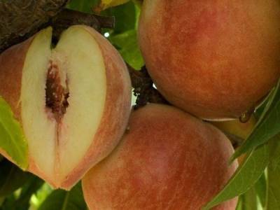 Опасный вредитель обнаружен на привезенных в Дзержинск фруктах