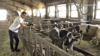 О чем мечтают фермеры, или Как завершается заготовка кормов в Ульяновской области