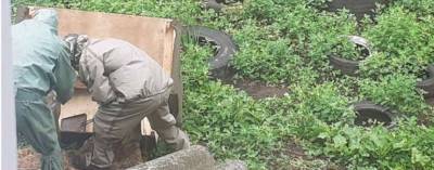 В диване жителей одного из населенных пунктов Удмуртии обнаружили огромный осиный улей
