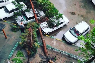 В Краснодаре по улице Думенко на машины упало с корнем вырванное дерево