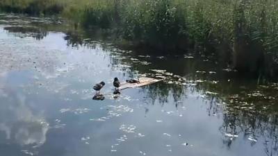 Видео: в Пушкине в одном из парков вместе с утками гуляет черепаха