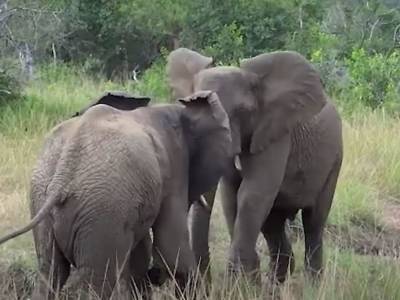 Потасовка слонов попала на видео и впечатлила Сеть