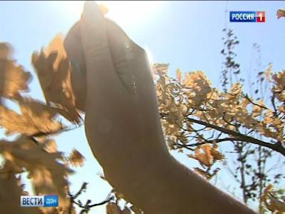 К концу недели в Ростовскую область вернется изнуряющая жара
