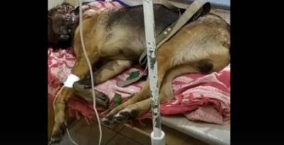 «За считанные часы собаке съели глаза черви»:Зоозащитники подозревают уфимцев в жёстоком убийстве пса