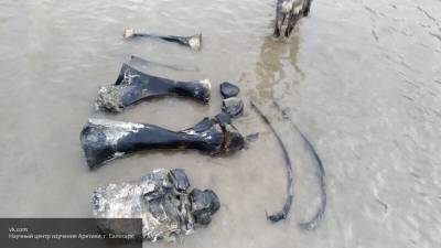 Останки скелета мамонта найдены на берегу ямальского озера Печевалавато