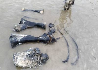 Жители села в ЯНАО предположительно нашли у озера останки мамонта