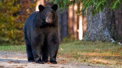 Туристы встретили медведя, но того, что произошло дальше, не ожидал никто - видео