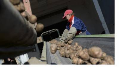 Во Всеволожском районе собрали 33 тонны молодого картофеля