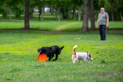 В Минстрое рассказали о дефиците мест для выгула собак на фоне ограничений из-за пандемии