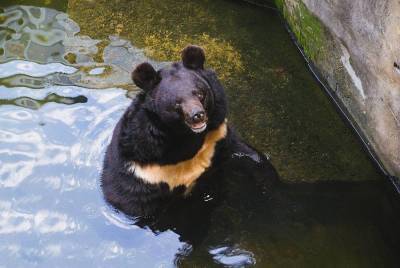 В Японии 82-летняя женщина дала такой отпор медведю, что он был вынужден бежать