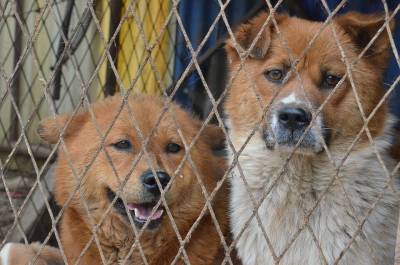 Зоозащитник Сафонова: продавцы животных должны отвечать за каждого щенка или котенка