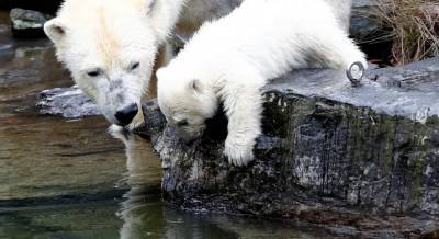 Белые медведи могут вымереть до 2100 года
