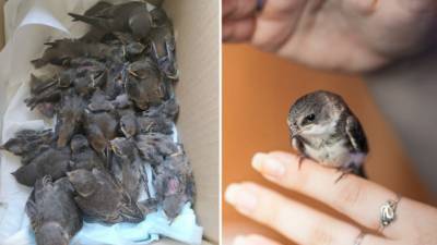 На берегу реки в Воронеже откопали 30 умирающих птенцов ласточки