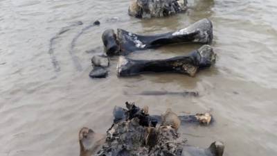 На Ямале местные жители нашли останки мамонта