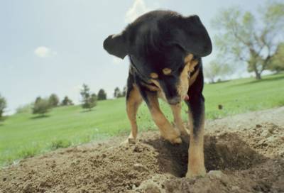 Под Выборгом собака откопала человеческие останки