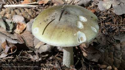 Миколог рассказала о смертельно ядовитых грибах в Ленинградской области