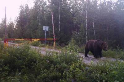 Пограничники Ленобласти объяснили медведю правила пересечения границы с Финляндией