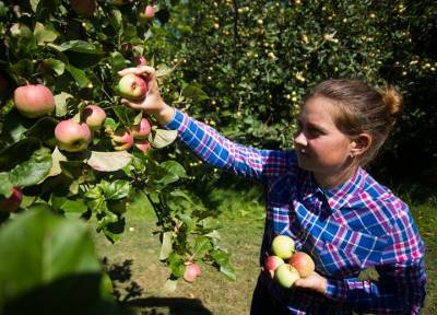 Собираем ранние яблоки: как сделать так, чтобы урожай хранился дольше