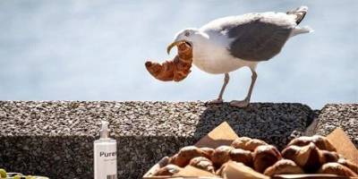 В Британии предупредили о чайках, которые «пьяные» врезаются в здания и машины