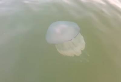 На Азове отдыхающим портят отпуск медузы и морские блохи: видео
