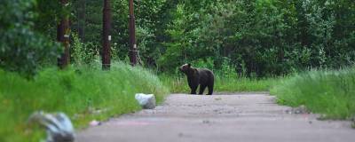 Медведи подошли близко к городской границе Магадана