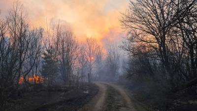 Площадь лесных пожаров в России уменьшилась до 18,5 тысячи га