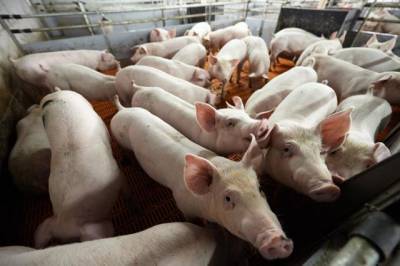 Хабаровскому краю угрожает африканская чума свиней
