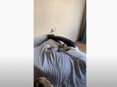 На спине под одеялком: Пес, который спит как человек, рассмешил Сеть