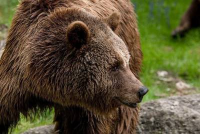 Совсем скоро в Карелии откроется сезон охоты на бурого медведя