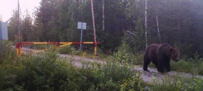 Медведь сбежал из Карелии в Финляндию